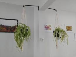 It is toxic to cats and ingestion will cause vomiting, diarrhea, and change in urine color. Simple Ways To Keep Your Cat From Eating Your Spider Plants The Practical Planter