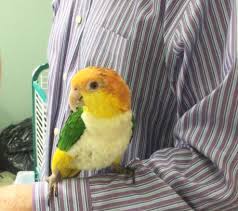 Thalia.de has been visited by 100k+ users in the past month How To Form A Bond With Your Pet Bird