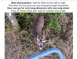 Where To Aim Shooting Down Tree Stand Shot Whitetail Deer Whitetail Deer Hunting Deer