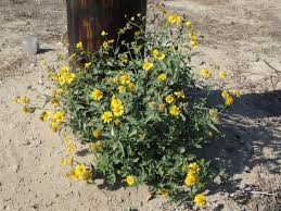 Image result for Verbesina encelioides