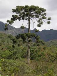 Image result for Araucaria angustifolia