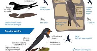 Vogel Bestimmen Leicht Zu Verwechseln Nabu Vogel Bestimmen Vogelkunde Vogelwelt