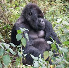 What Do Gorillas Eat In The Rainforest Mountain Gorilla Most Endangered Animals Rare Animals