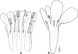 Image result for Schinziella tetragona