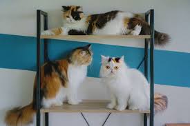 Calico Cat: Breed Profile, Characteristics & Care