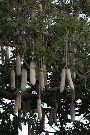 Image result for Glenniea africana