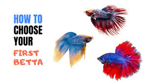 Bettas are a popular pet fish, requiring little space and an easy diet of flake foods. Tips On Choosing Your First Betta Fish Japanesefightingfish Org