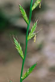 Image result for Lolium multiflorum