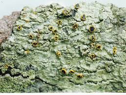 Identifying Lichens