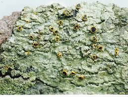 Identifying Lichens