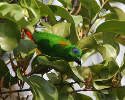 Hanging parrot on wn network delivers the latest videos and editable pages for news & events, including entertainment, music, sports, science and more, sign up and share your playlists. A Dinosaur A Day Loriculus