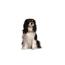 Browse thru our id verified puppy for sale listings to find your perfect puppy in your area. Cavalier King Charles Spaniel Puppies Pittsburgh Pa Petland Robinson