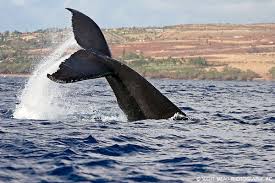 A photographer has swum with whales — and produced stunning images that document his experience. Humpback Whale Archives Scott Mead Photography Inc