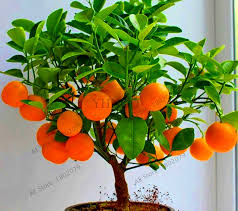 These many pictures of 100 year old bonsai trees for sale list may become your inspiration and informational purpose. New Arrival 4 Kind Fruit Bonsai Fruit Tree Bonsai Vegetable And Fruit Garden Plant Delicious Apple Orange Kiwi Cherry Total Buy At The Price Of 0 29 In Aliexpress Com Imall Com