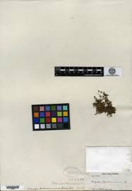 Image result for Bacopa hamiltoniana