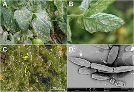 The moldovan leu/euro converter is provided without any warranty. Frontiers Cloning Of The Cytochrome B Gene From The Tomato Powdery Mildew Fungus Leveillula Taurica Reveals High Levels Of Allelic Variation And Heteroplasmy For The G143a Mutation Microbiology