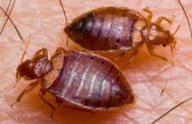 Pests may be drawn to your house because water, food and shelter can be found there. Bed Bug Treatment Control Abc Pest Control Inc