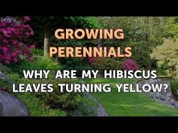 Hibiscus require full sun to produce good flowering wood, so the plant could be growing in a shady position, otherwise the plant has been infested with tip‑borer. Why Are My Hibiscus Leaves Turning Yellow Youtube