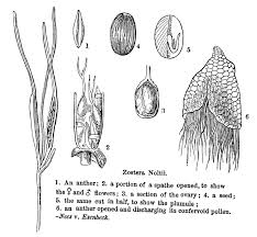 Image result for Zosteraceae