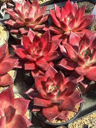 Contact us with any questions or comments that you may have. Echeveria Agavoides V Romeo Rubin 20 Seeds Rareplant