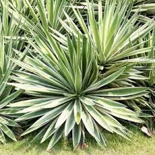 Image result for Agave sisalana