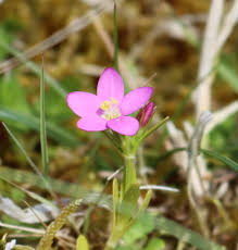 Image result for Gentianaceae