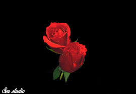 Check spelling or type a new query. 100 Best Cute Love Gif Images Romantic Gif And Love Gif