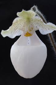 Pin On Orchid Obsession Paphiopedilum Slipper