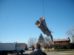 We have a consulting arborist. Utah Professional Tree Landscape Snow Removal In Salt Lake City Utah Timberline Trees And Landscaping Salt Lake City Utah S Tree Service And Landscaping Experts