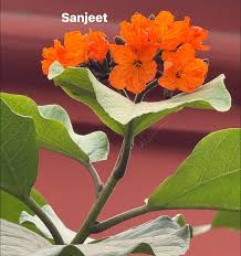 Image result for Alloteropsis paniculata