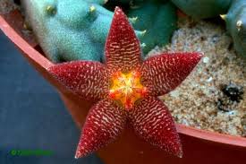 Image result for Piaranthus atrosanguineus