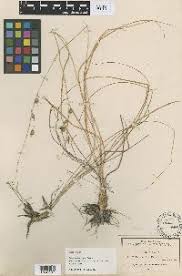 Image result for Eriospermum andongense