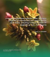 Image result for Combretum falcatum