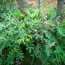 Image result for Tephrosia dasyphylla