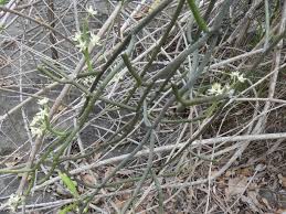 Image result for Cynanchum mossambicense