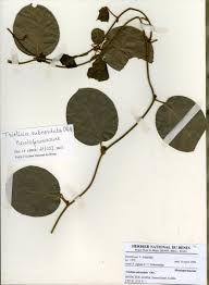 Image result for Triclisia