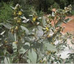 Image result for Rhynchosia