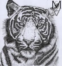 Tiger Drawn In Black Fine Liner Animal Artwork Pen Drawing Animal Drawings Tiger Art Tiger Drawing