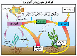 تصویر مرتبط