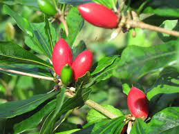 Miracle fruit (synsepalum ducificum) produces tons of bright red berries throughout the summer. Buy Miracle Berry Plant Online India Bangalore Agrico