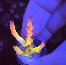 Image result for Selago coerulea