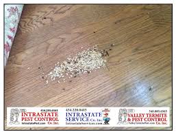 shenandoah valley! valley termite