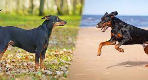 German Pinscher Vs Doberman Pinscher Which One Is Right For You