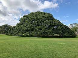 この木なんの木気になる木 ハワイでホンモノ見て来ました 次の時代を担う子供の教育を考えるブログ この木なんの木 ハワイ 観光地
