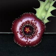Image result for Huernia erectiloba