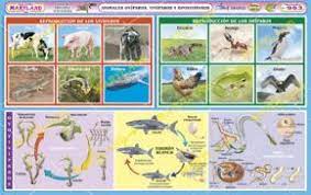 953 Animales Oviparos Viviparos Y Ovoviviparos Animales Oviparos Animales Patrones De Letras