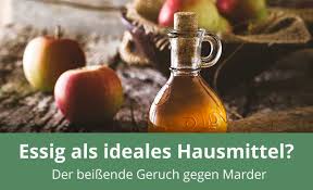 Er meidet von menschen regelmäßig die beste chance, einen marder dauerhaft zu vertreiben ist, ihn gar nicht erst reinzulassen. Hilft Essig Gegen Marder Anwendung Wirkungsweise