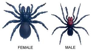 The 11 Most Common And Deadly Spiders In The U S Spider Spider Identification Wild Animals Attack