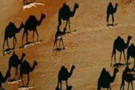 Huge collection, amazing choice, 100+ million high quality, affordable rf and rm images. Camels In Viral Optical Illusion Are Not All They Seem Express Co Uk