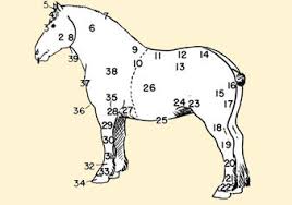 Human skeleton parts functions diagram facts britannica. Horse Anatomy Skeleton Anatomy Diagram Of A Horse